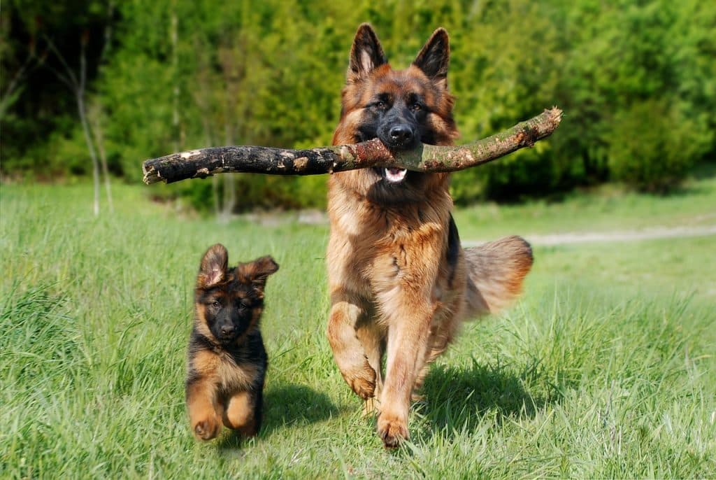shepherd dog, dog, domestic animal, animal, dog puppy, baby dog, young and old, pet, nature, old german shepherd dog, puppy